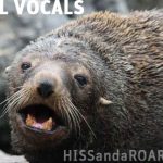 Tim Prebble Presents SEAL VOCALS, New SFX Library of HISS and a ROAR (With Exclusive Q&A)