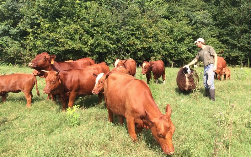 Cattle grazing through the fields