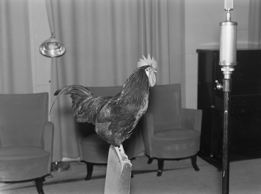 A live rooster perches in front of a microphone in a 1930s studio in Finland. Article written by Adriane Kuzminski.