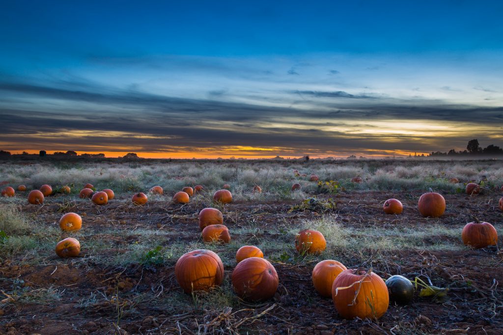 Scattered pumpkins lay in a misty field, eerily highlighted by the dark blue sky, as distant trees sit silhouetted by final rays of dusk. Article written by Adriane Kuzminski.