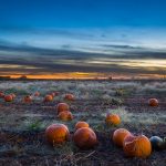 Scattered pumpkins lay in a misty field, eerily highlighted by the dark blue sky, as distant trees sit silhouetted by final rays of dusk.