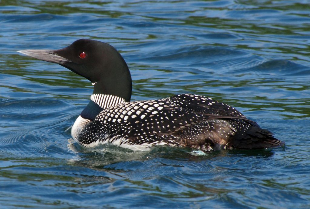 Great Northern Loon floats on a lake in Minocqua, Wisconsin, USA.