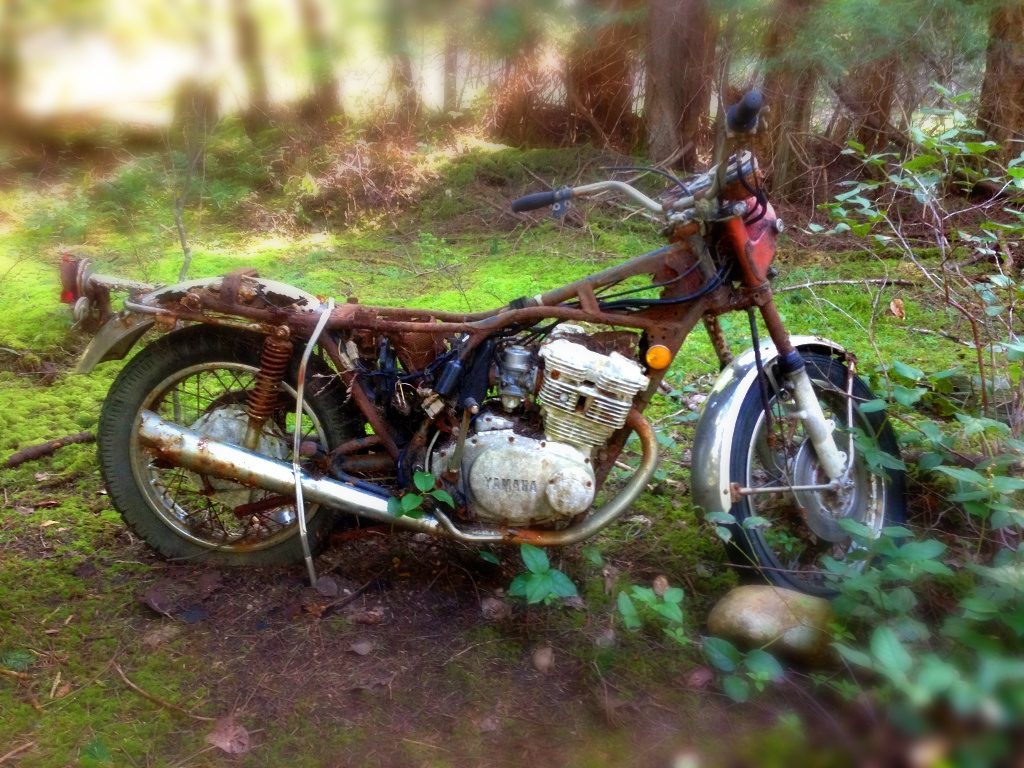 The lush green forest eats away at the motorcycle's rusty steel body.