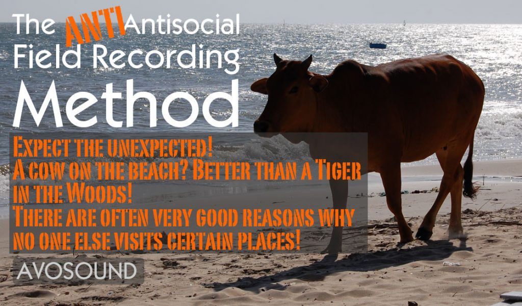 A cow on a beach? Better than a tiger in the woods! There are often very good reasons why no one else visits certain places!